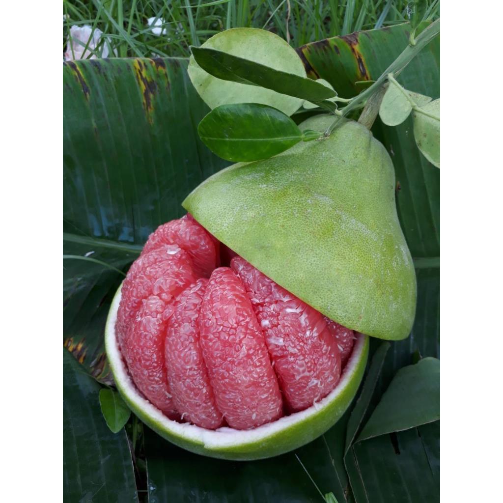 ต้นพันธุ์ ส้มโอทับทิมสยาม ต้นกล้าส้มโอแบบเพาะเมล็ด ในถุงดำ 29 บาท