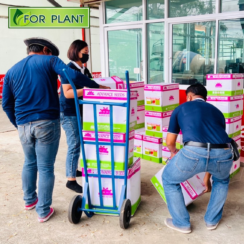 เมล็ดพันธุ์ ผักซอง ผักบุ้งจีน ไผ่งาม เบอร์ 9 ตะวันต้นกล้า SP บบรรจุแพ็คละ 10 ซอง - รูปที่ 3