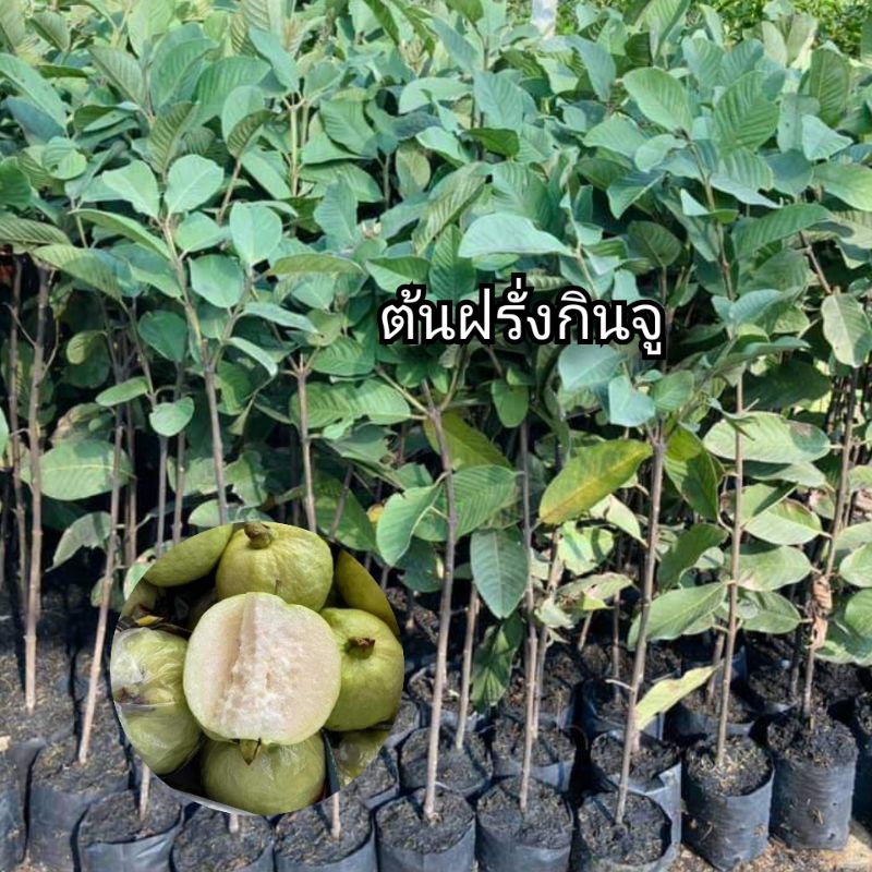 ฝรั่งกิมจู รสชาติหวานกรอบเนื้อฟู ต้นพันธุ์ตอนกิ่งสูง 40-50 ซม.แข็งแรงพร้อมปลูก 6 เดือนติดผล รับประกันพันธุ์แท้ 100%