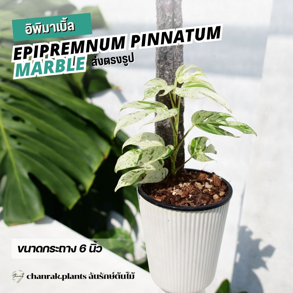 จัดส่งฟรี อิพิมาร์เบิ้ล Epipremnum Pinnatum Marble