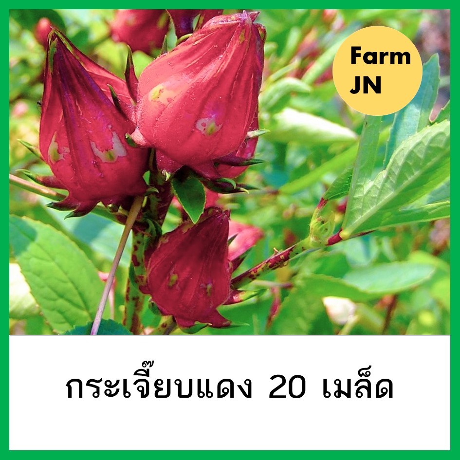 เมล็ดกระเจี๊ยบแดง เมล็ดผักสวนครัว  10 แถม 1