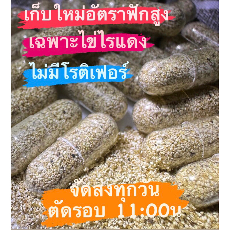 ไข่ไรแดงมาโครปา ไข่ไร ไข่ไรแดง ไรแดงMacrocopa อาหารสำหรับลูกปลา อาหารลูกปลา อาหารอนุบาลลูกปลา