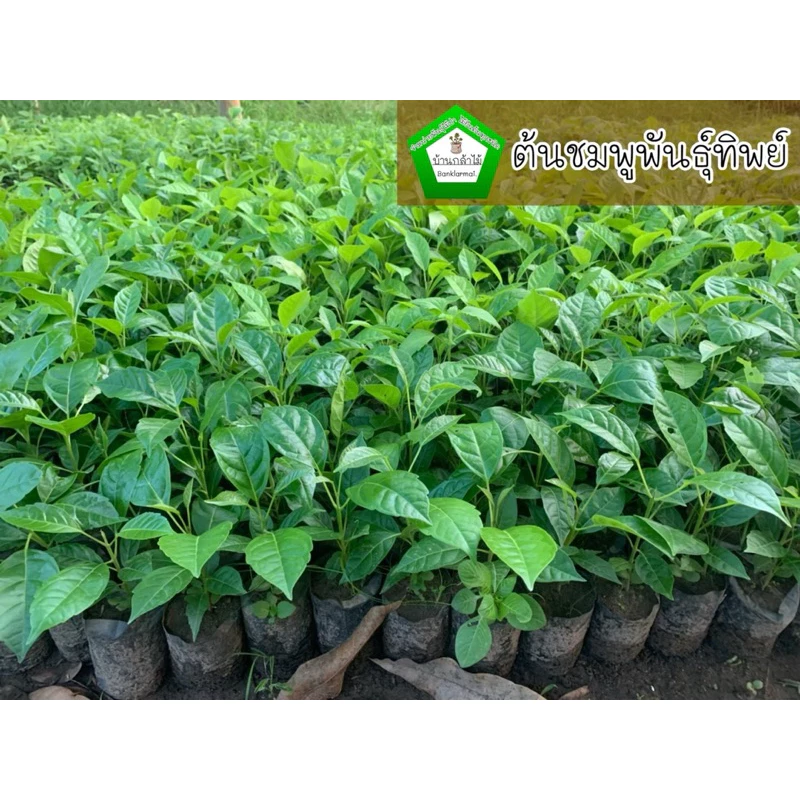 ต้นชมพูพันธุ์ทิพย์ มี2ขนาด 10-15 เซน 12 บาท และ ต้นใหญ่ 40-50 เซน 39 บาท 🌸🌿 สินค้าเสียหาย แจ้งทางร้านได้เลยจ้า
