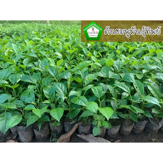 ต้นชมพูพันธุ์ทิพย์ มี2ขนาด 10-15 เซน 12 บาท และ ต้นใหญ่ 40-50 เซน 39 บาท 🌸🌿 สินค้าเสียหาย แจ้งทางร้านได้เลยจ้า