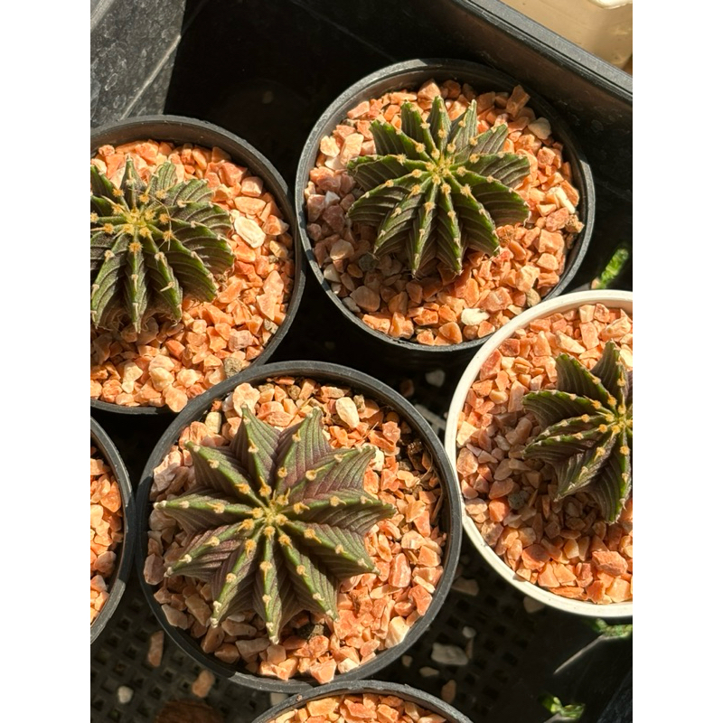 lB2178 แท้ จัดส่งแบบถอดราก