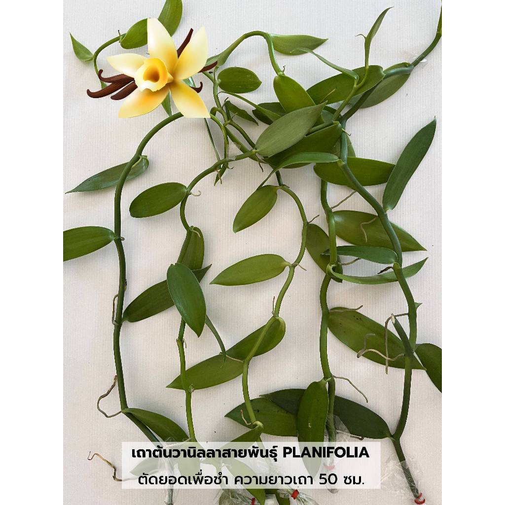 เถาต้นวานิลลาพันธุ์แพลนนิโฟเลีย ความยาว 50 ซม. ตัดยอดเพื่อชำและรอแทงราก (Vanilla Orchid Vine)