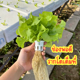 ถ้วยปลูกผัก ถ้วยปลูกผักไฮโดรโปนิกส์ ใช้ซ้ำได้ ถ้วยปลูกผักสีขาว (**1000 ใบ **)