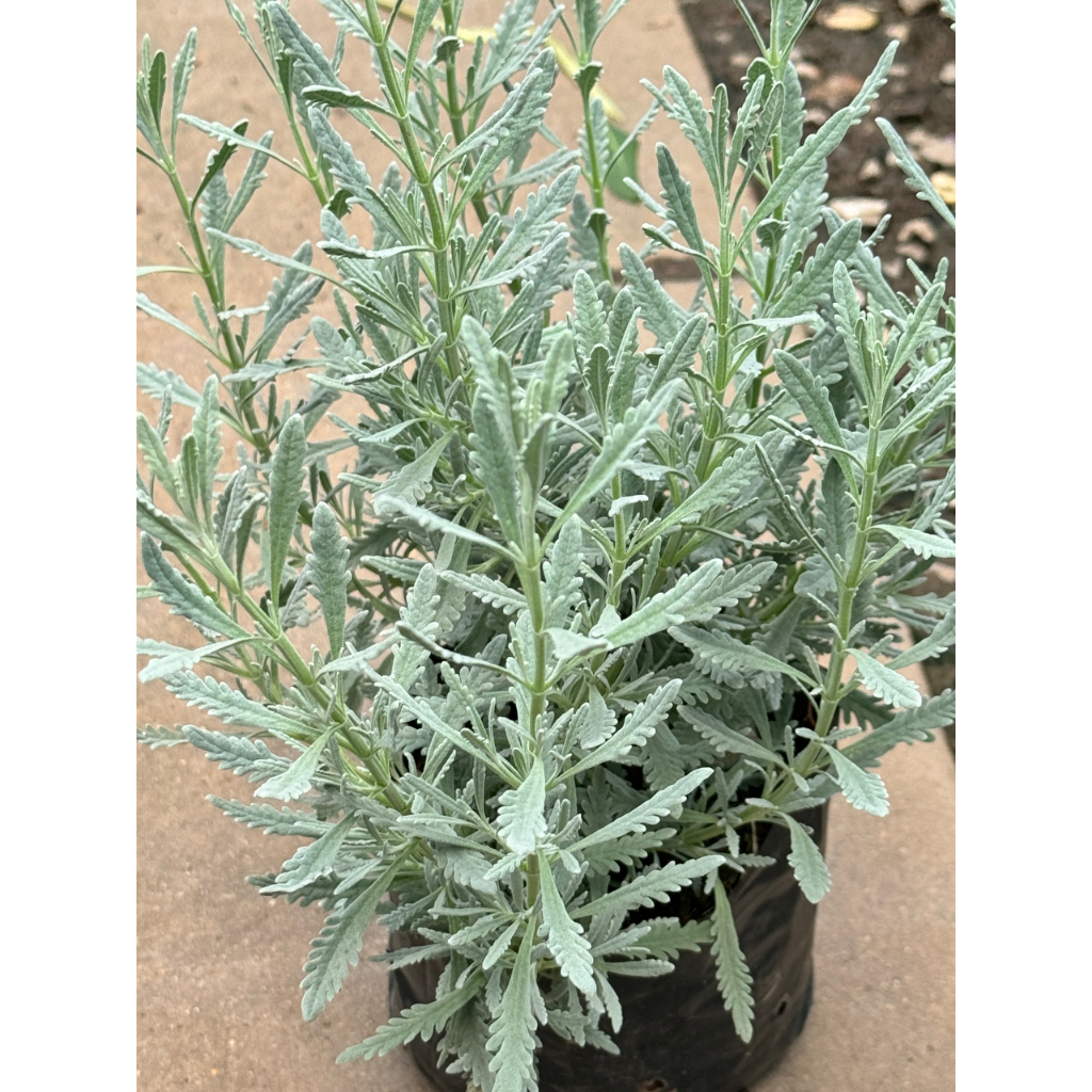 มุมมอง 5