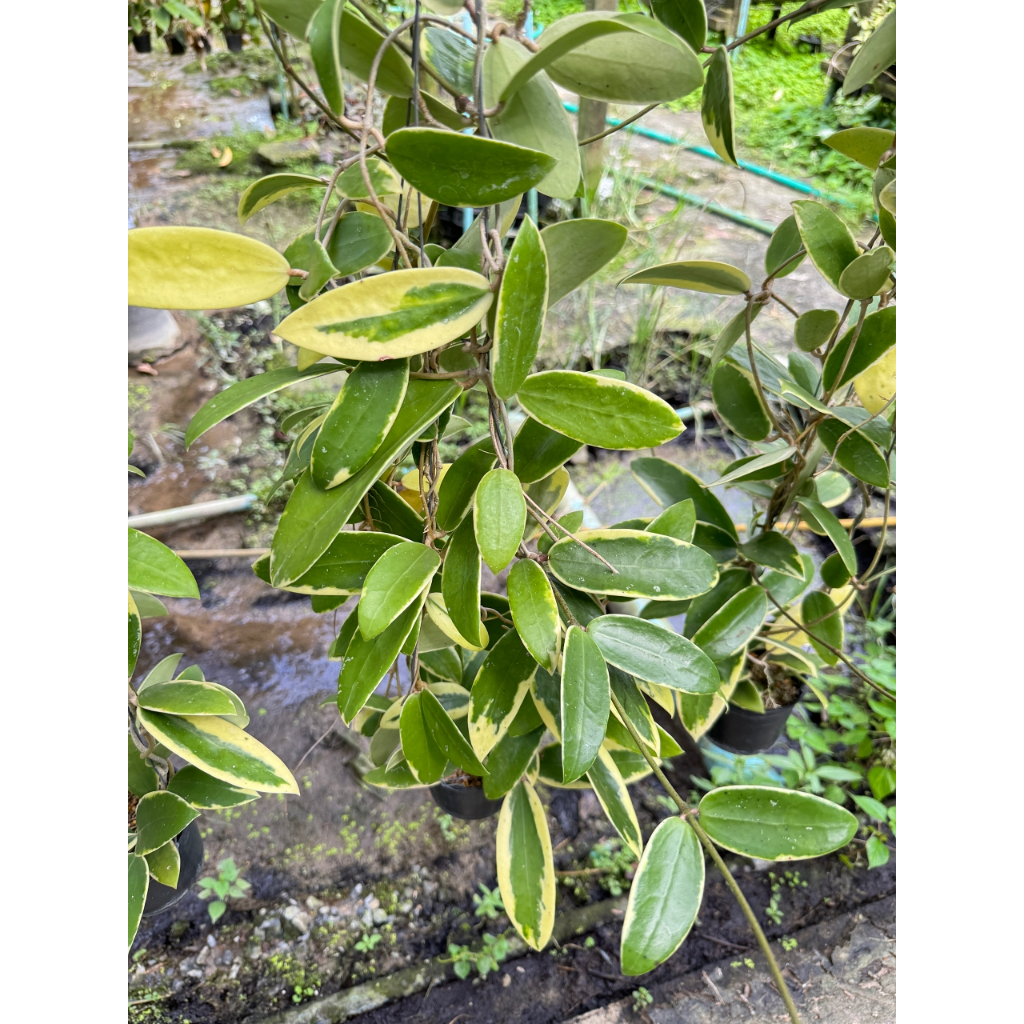 มุมมอง 6