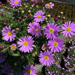 NEW * เดซี่ พันธุ์ใหม่ ดอกใหญ่ (Purple Daisy) ต้นเดซี่ ดอกสีม่วง 🌸 (ส่งติดดอก) 8นิ้ว ดอกไม้ทานได้