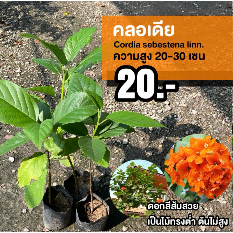 ต้นคอร์เดีย (จำนวน 5 ต้น) สูง 20-30เซนติเมตร  #คลอเดีย #ต้นคลอเดีย