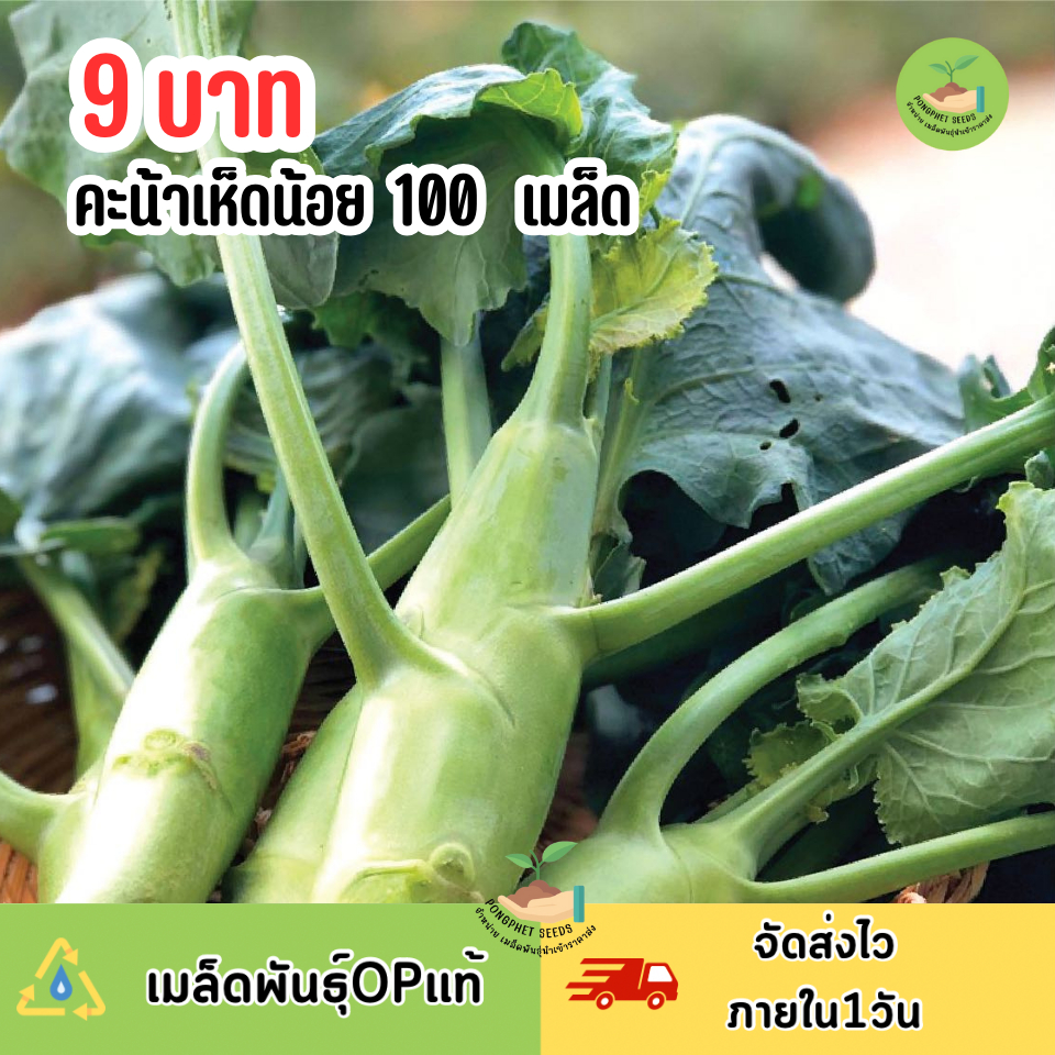9บาท คะน้าเห็ดหอม 100 เมล็ด
