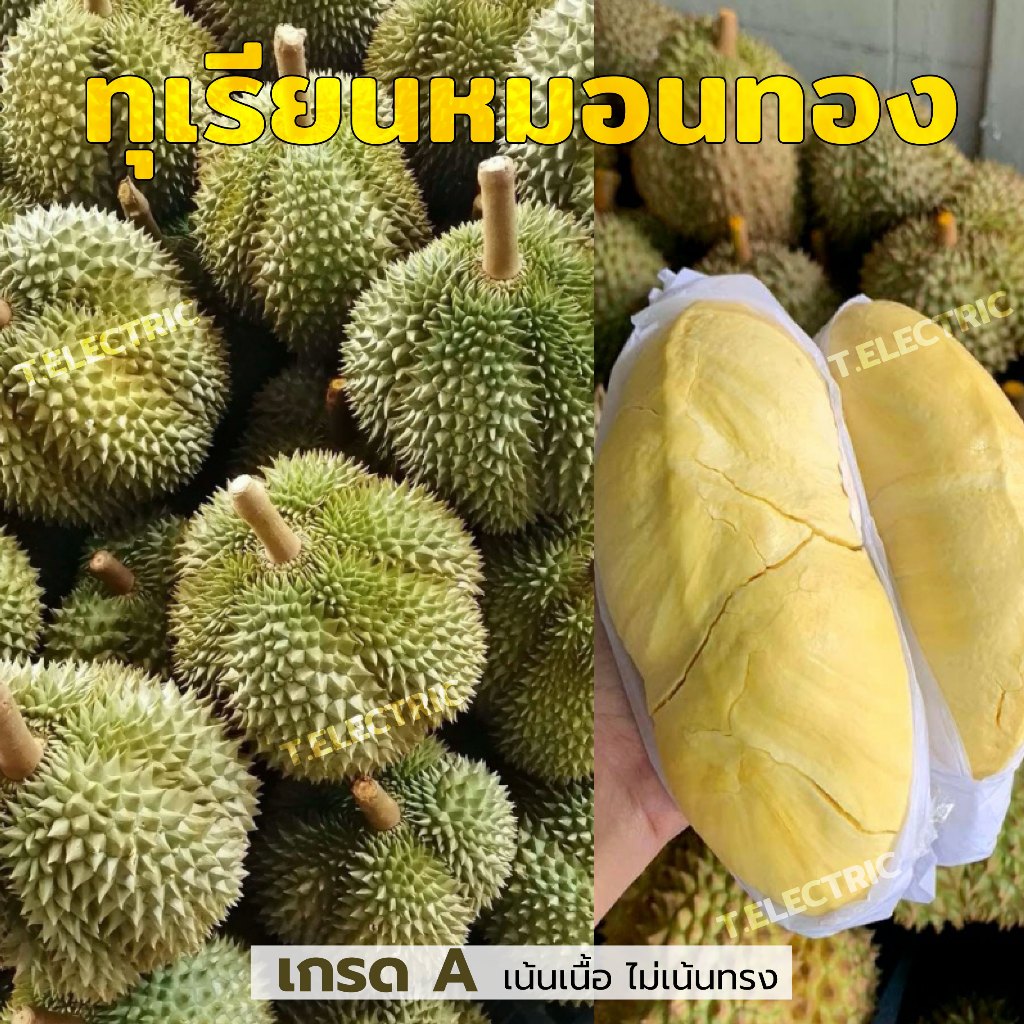 ทุเรียนหมอนทอง น้ำหนัก 0.8-2.2kg / ทุเรียนพวงมณี 0.5 - 1kg durian ทุเรียนเนื้อ