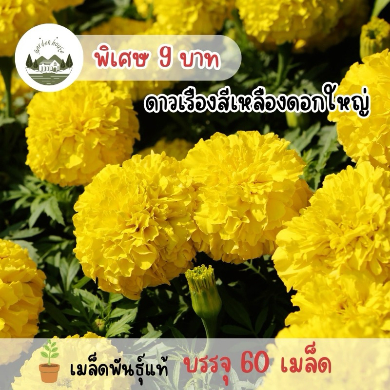 ดาวเรืองเหลืองดอกใหญ่60เมล็ด