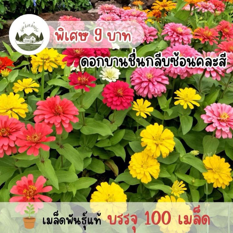 บานชื่นกลีบซ้อน 100 เมล็ด