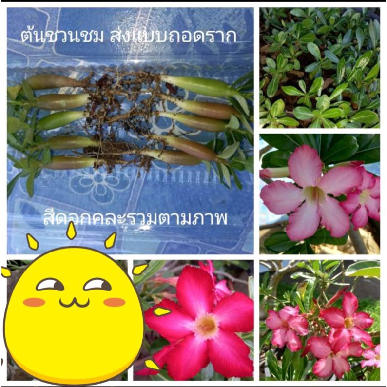 พร้อมส่ง🌱ต้นชวนชมฮอล์แลนด์ 🌸 ต้นละ 7.5 บาท💮