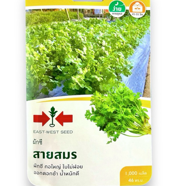 ศรแดง เมล็ดผักชี สายสมร (1000 เมล็ด )โปรโมชั่น