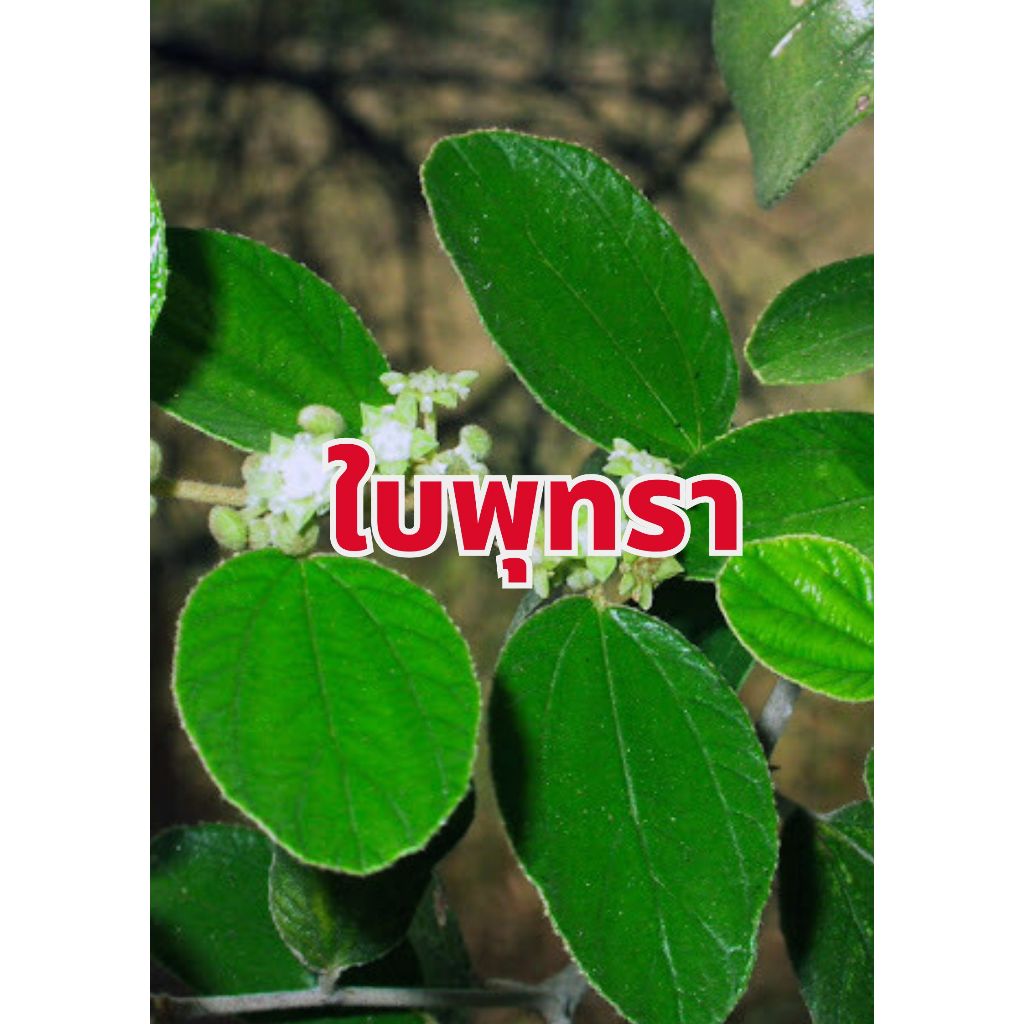 ใบพุทราสด ชุด 30-50 ใบ ปลอดสารพิษ