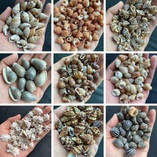 วัสดุตกแต่ง DIY เปลือกหอยสังข์ธรรมชาติ 50g หอยสังข์ขนาดเล็กต่างๆ วัสดุงานฝีมือจากเปลือกหอย