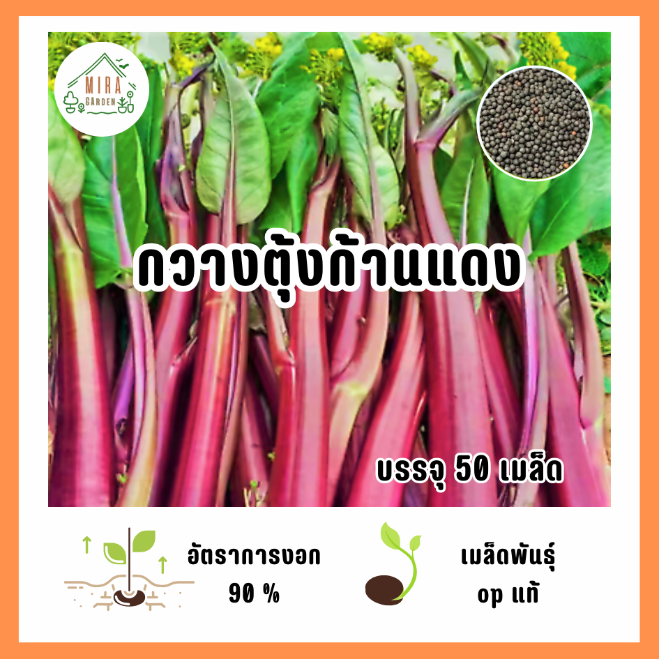 เมล็ดพันธุ์ กวางตุ้งก้านแดง บรรจุ 50 เมล็ด