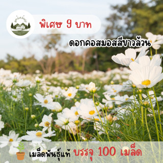 ดอกคอสมอสสีขาวล้วน 100 เมล็ด