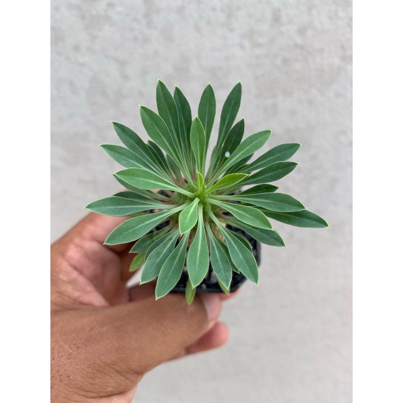 ยูโฟเบีย คิริน (Euphorbia Sotetsu Kirin) ปาล์มทะเลทราย