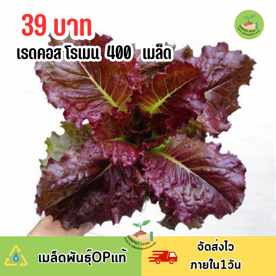 เมล็ดพันธุ์เรดคอส 400 เมล็ด