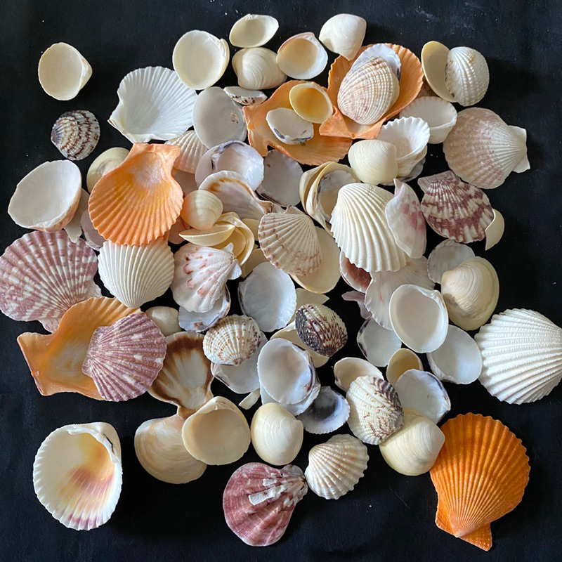 เปลือกหอยรวม 250g MIX clam shells บ้านและสวน และวัสดุตกแต่งตู้ปลา ประกอบด้วยหอยนานาชนิด