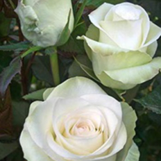 10 เมล็ด กุหลาบอังกฤษ พันธุ์ไม้เลื้อย สีขาว ดอกใหญ่ Rose seeds