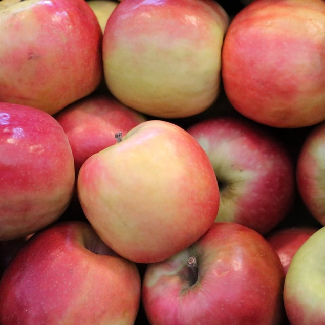 20 เมล็ด แอปเปิ้ล สายพันธุ์ พิงค์เลดี้ (Pink Lady Apple) Apple seeds