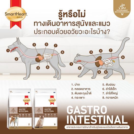(Exp.22/08/25)Smartheart Gold Gastrointestinal 400 กรัม อาหารสำหรับแมวท้องเสียปรับสมดุลลำไส้