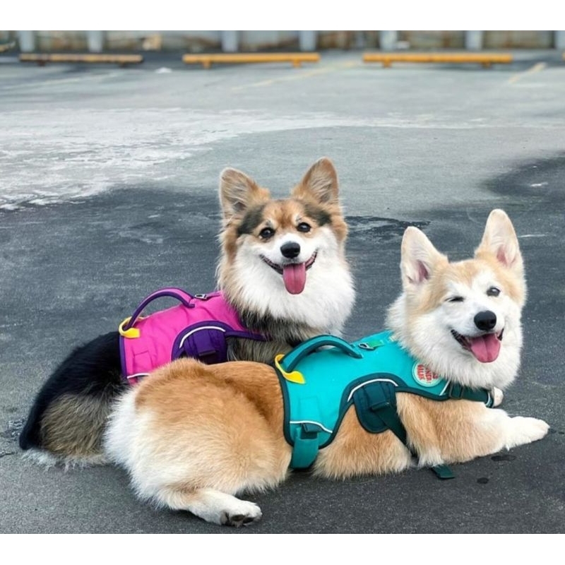 PRIMO HARNESS ฮาเนสสำหรับสุนัข