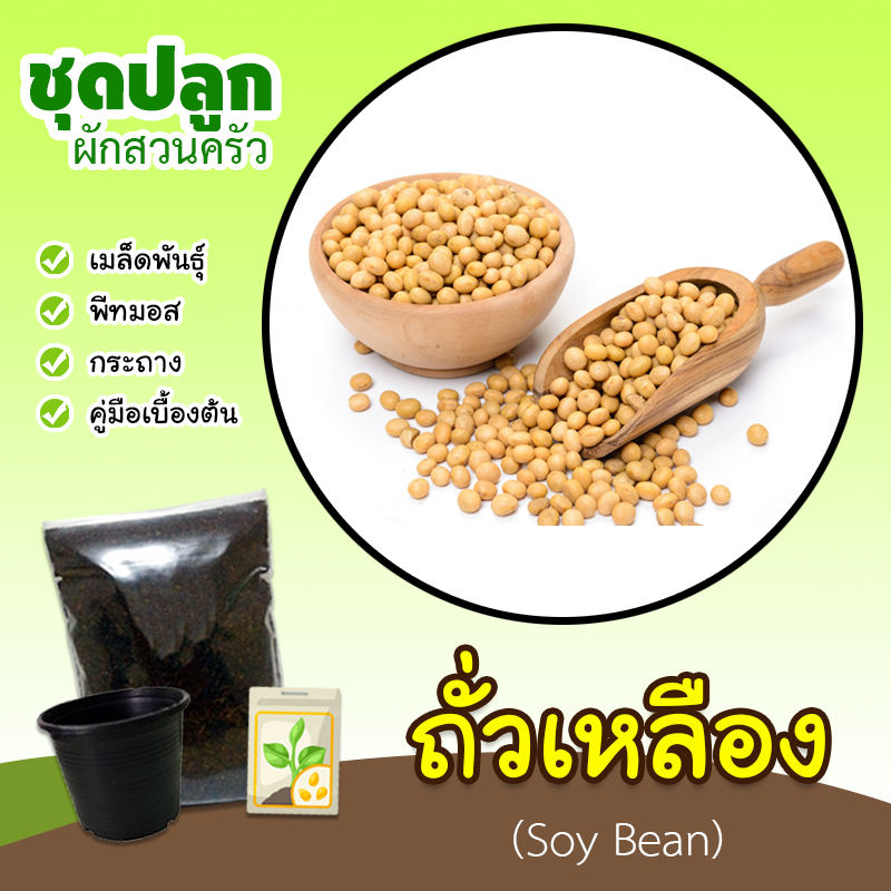 ชุดปลูกถั่วแระ | เมล็ดถั่วแระ (ถั่วเหลือง) (Soy Bean)