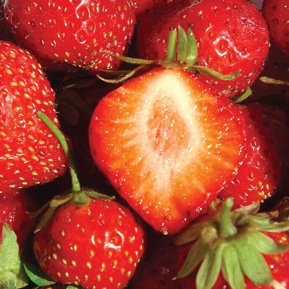 30 เมล็ด สตรอว์เบอร์รี สตอเบอรี่ ลูกใหญ่ เก็บผลไว้ Strawberry Seeds สายพันธุ์ MARA DES BOIS