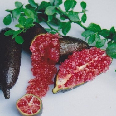 ต้นมะนาวนิ้วมือ มะนาวคาเวียร์ Finger lime พันธุ์ JALI RED แท้100% ปลูกได้เลย ต้นแข็งแรง มะนาวยอดนิยม