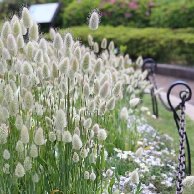 หญ้าหางกระต่าย Lagurus ovatus bunny's tail 100 เมล็ด