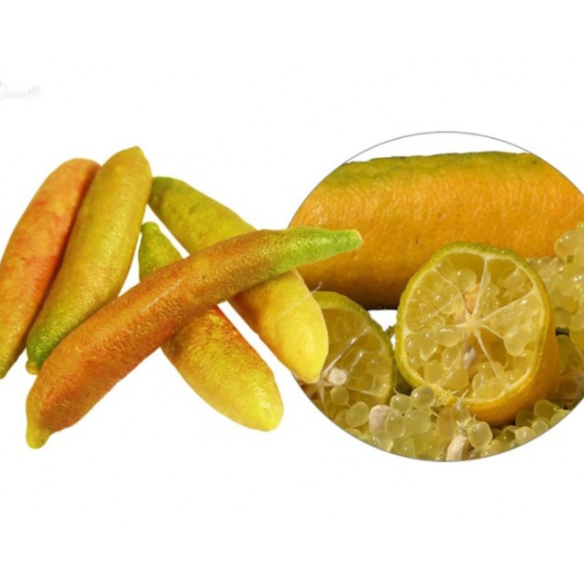 ต้นมะนาวนิ้วมือ มะนาวคาเวียร์ Finger lime พันธุ์ SUNSHINE YELLOW ลำต้นสูง 30 ซม