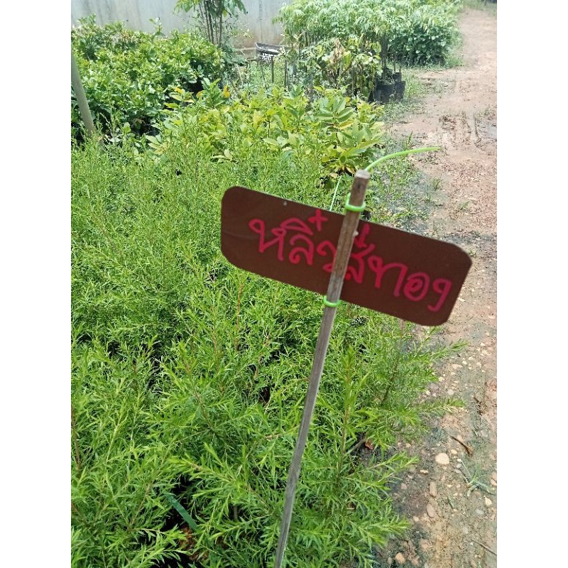 ต้นหลิวฉัตรทอง/ต้นหลิวทอง ไม้มงคล ใบสวย เสริมความมั่งคั่งร่ำรวย สูง 30-60 ซม. - รูปที่ 3