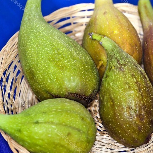 1 ต้นมะเดื่อฝรั่ง พันธุ์ Long d'Aout (ลองดุก) กระถาง 6 นิ้ว ลำต้นสูง 30-40 ซม (เสียบยอด)