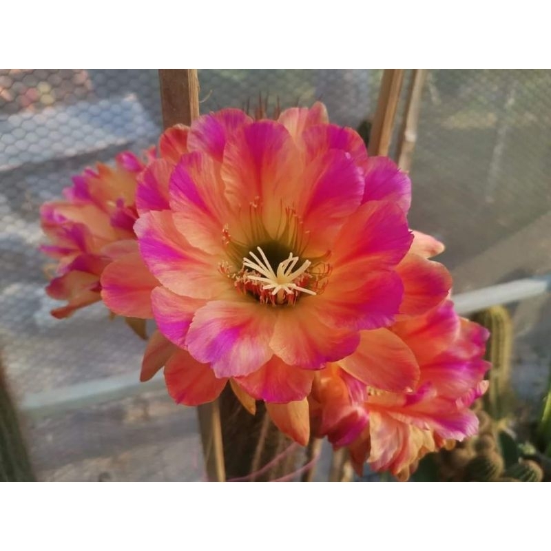 ไม้นำเข้า  #กระบองเพชร #cactus #echinopsis  หน่อเด็ดสด Trichocereus Pink Stripes  ดอกใหญ่ขนาด 14 ซม. - 15 ซม.  สวยมาครับ