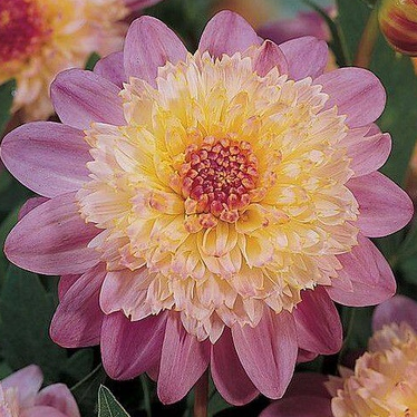 1 หัว /ชุุด เหง้า ต้นรักเร่ Dahlia สายพันธุ์ Powder-Puff สีชมพู หัวรักเร่ ดอกรักเร่ รักแรกพบ เฟิร์สเลิฟ