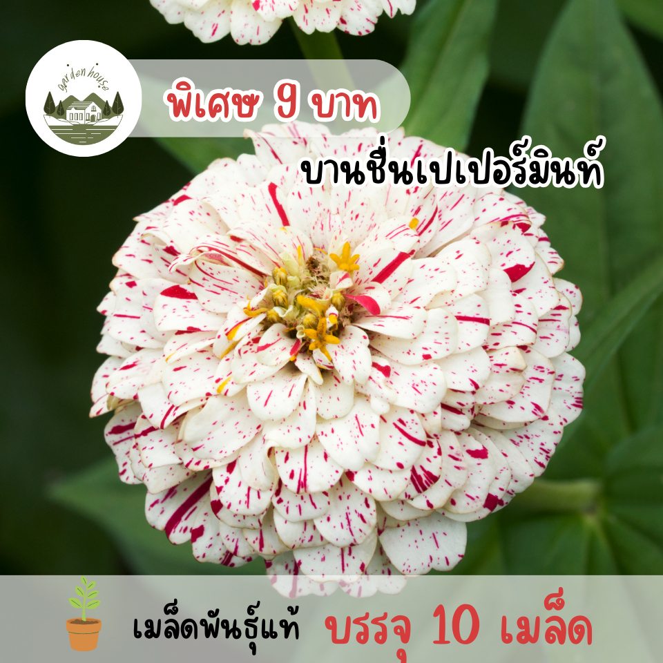 เมล็ดพันธุ์ดอกบานชื่นเปเปอร์มินท์