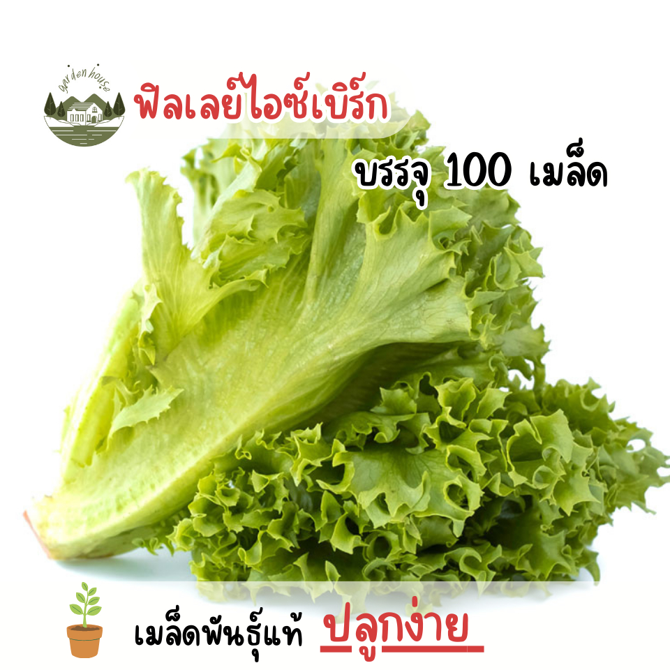 เมล็ดพันธุ์ผักกาดฟิลเลย์ไอซ์เบิร์ก 100 เมล็ด