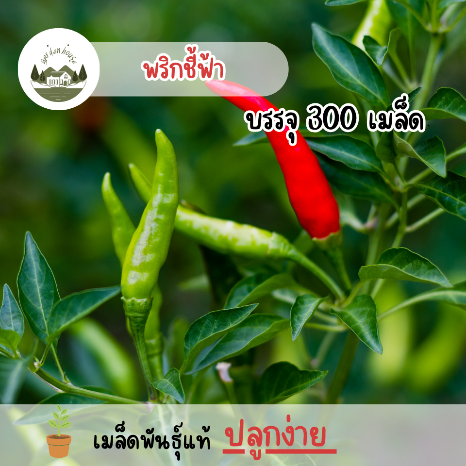 เมล็ดพันธุ์พริกชี้ฟ้า 300 เมล็ด
