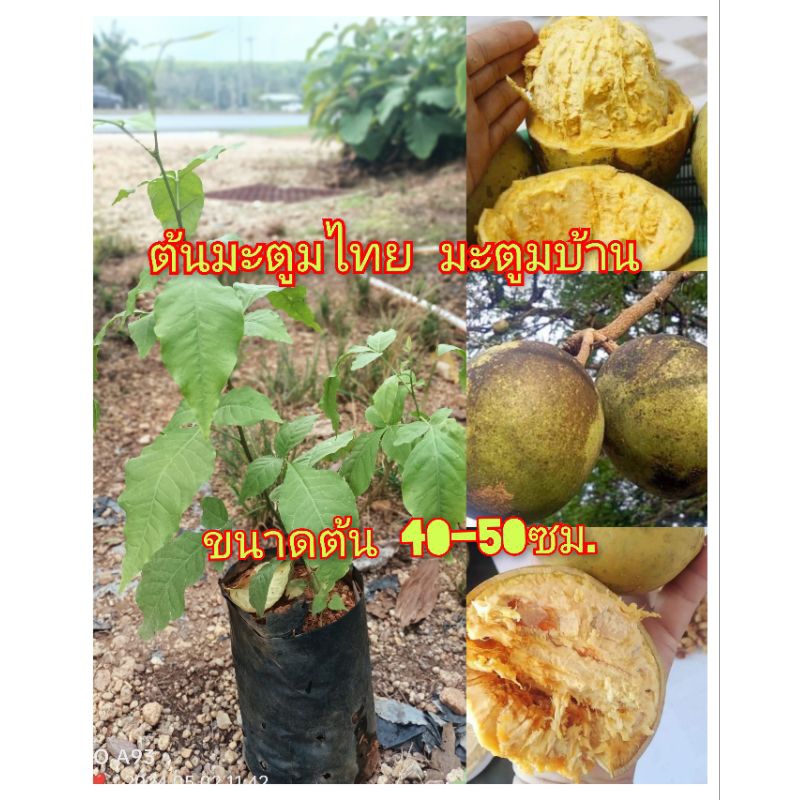 ต้นมะตูมไทย มะตูมสายพันธุ์โบราณ ขนาดต้น 50-60 ซม.ต้นพันธุ์พร้อมส่ง