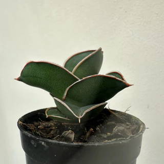 Sansevieria Samurai ซามูไรแคระ