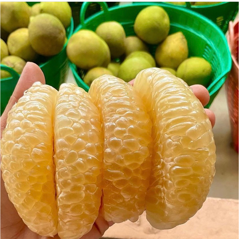 #ต้นส้มโอขาวน้ำผึ้ง เสียบยอด สูงราว 60-70 เซน ให้ผลไว1-2ปี - รูปที่ 2