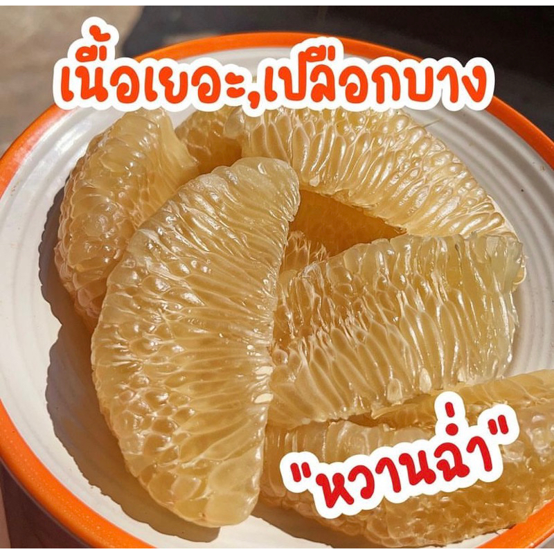 #ต้นส้มโอขาวน้ำผึ้ง เสียบยอด สูงราว 60-70 เซน ให้ผลไว1-2ปี - รูปที่ 4