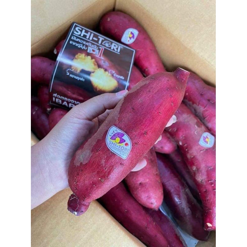 SHI-TORI แท้ 100% !! ยกลัง!! size L 1 ลัง 5 kg. - รูปที่ 3