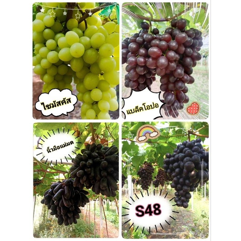 ต้นพันธ์องุ่น ปักชำแล้ว ใส่ดินพร้อมปลูก องุ่นs48 แบล็คโอปอ นิ้วมือแม่มด ไซมัสคัส